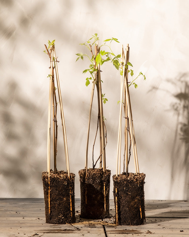 Das Himbeer-Trio, bestehend aus drei jungen Rubus idaeus-Pflanzen mit grünen Blättern, wird von hohen Holzstäben gestützt. Sie wurzeln in zylindrischen Erdblöcken und stehen auf einer Holzoberfläche vor einem hellen Hintergrund mit weichen Schatten. So erzeugen sie eine ruhige Gartenatmosphäre.