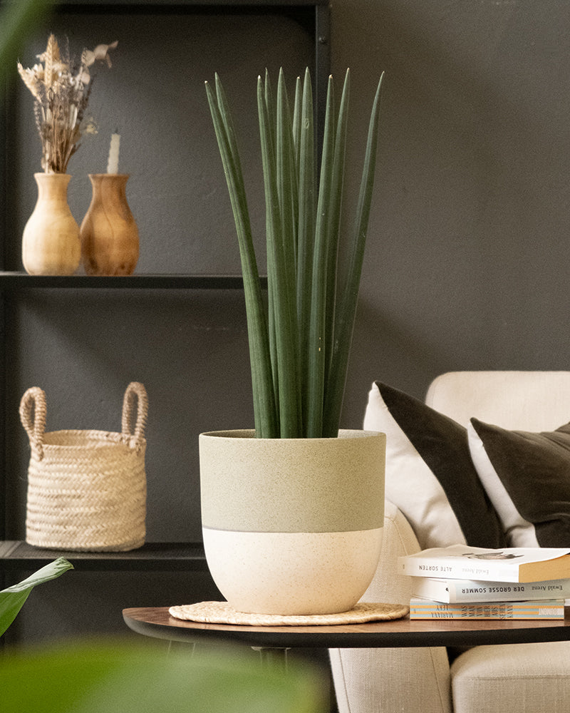 Sansevieria Straight in einem grünen Variado Topf von feey im Wohnzimmer