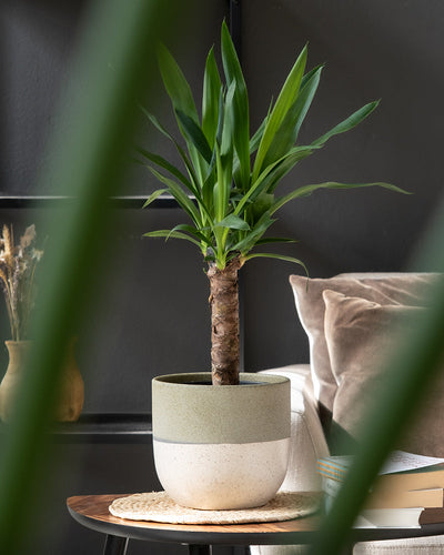 Eine Topf-Yucca mit langen grünen Blättern steht in einem handgefertigten Keramik-Topfset „Variado“ (2 × 18,7) auf einem kleinen Holztisch neben einem beigefarbenen gepolsterten Stuhl mit gestapelten Büchern. Grüne Blätter einer anderen Pflanze rahmen teilweise den Vordergrund ein und bereichern die Szene.