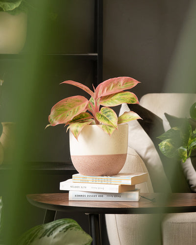 Eine Topfpflanze mit rosa und grünen Blättern steht auf einem Bücherstapel in einem Keramik-Topfset „Variado“ (16, 14, 7). Die Szene wird von einem beigen Stuhl und anderen üppigen grünen Pflanzen eingerahmt, wobei das verschwommene Grün die Tiefe verstärkt.