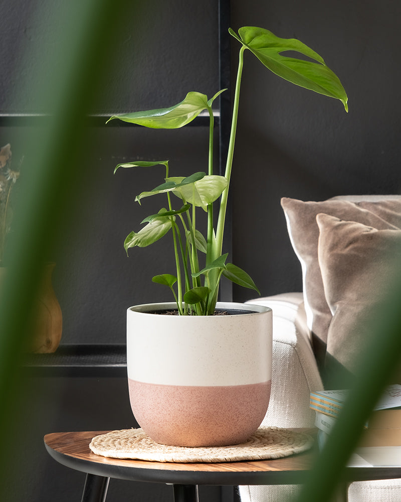 feey Keramik-Topf (Variado | 18 cm ⌀)