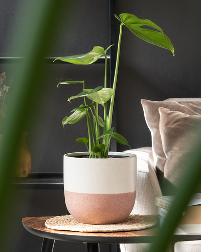 feey Keramik-Topf (Variado | 18 cm ⌀)