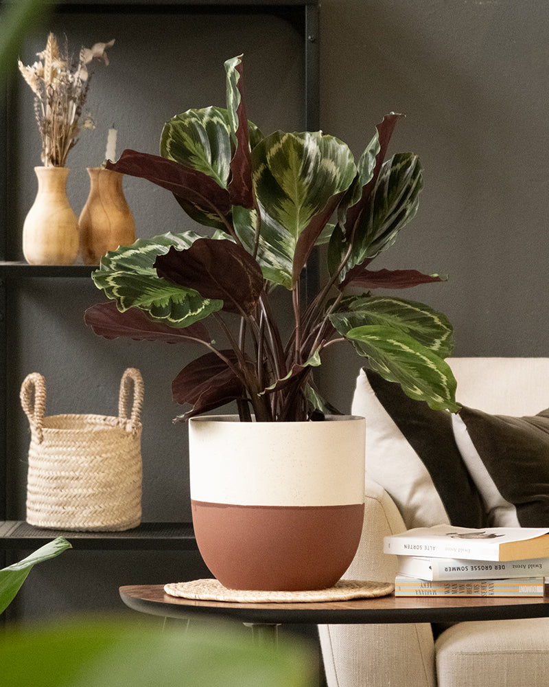 Calathea Roseopicta in einem rotbraunen Variado Topf von feey im Wohnzimmer