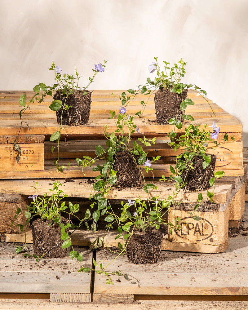 Sechs Vinca minor-Pflanzen mit freiliegenden Wurzeln und grünen Blättern ruhen auf Holzpaletten, einige davon zeigen zarte violette Blüten. Vor einer neutralen, cremefarbenen Wand bilden sie eine ruhige Gartenkulisse für diese Immergrün-Schönheiten.