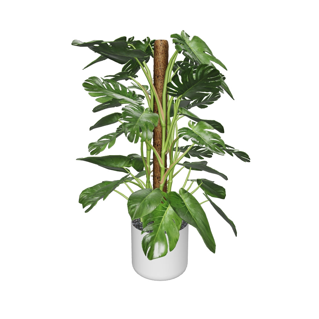 Monstera XL