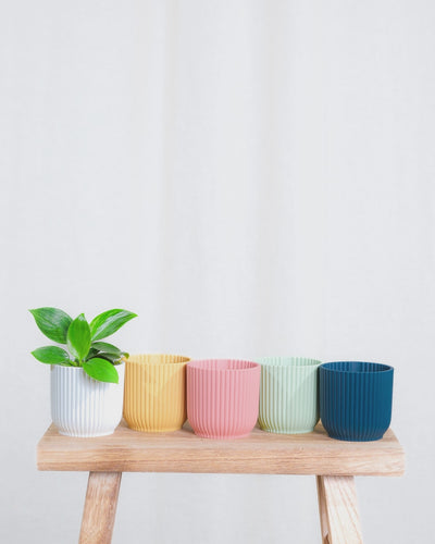 Gif Animation eines Baby Philodendron ‘White Measure’, wechselt Topffarbe von weiss, zu gelb, zu rosa, zu mintgrün, zu dunkelblau.