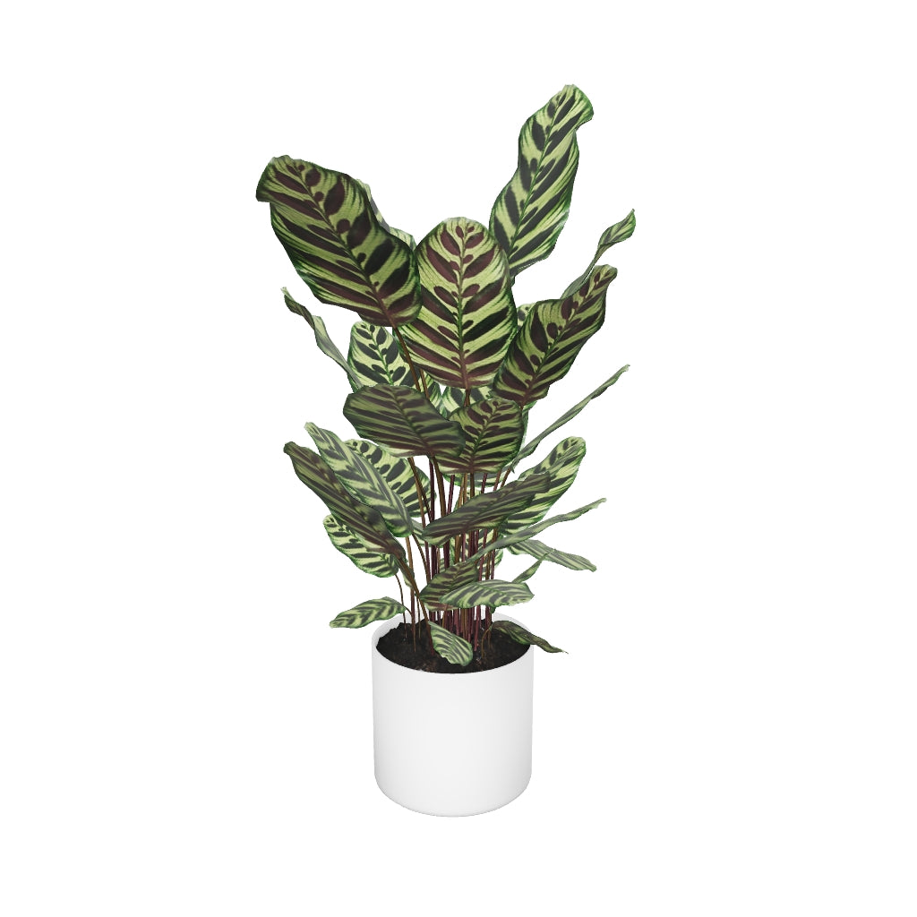 Bewegbares 3D Modell einer großen Pfauen-Korbmarante (auch Calathea makoyana genannt) in einem weißen Topf