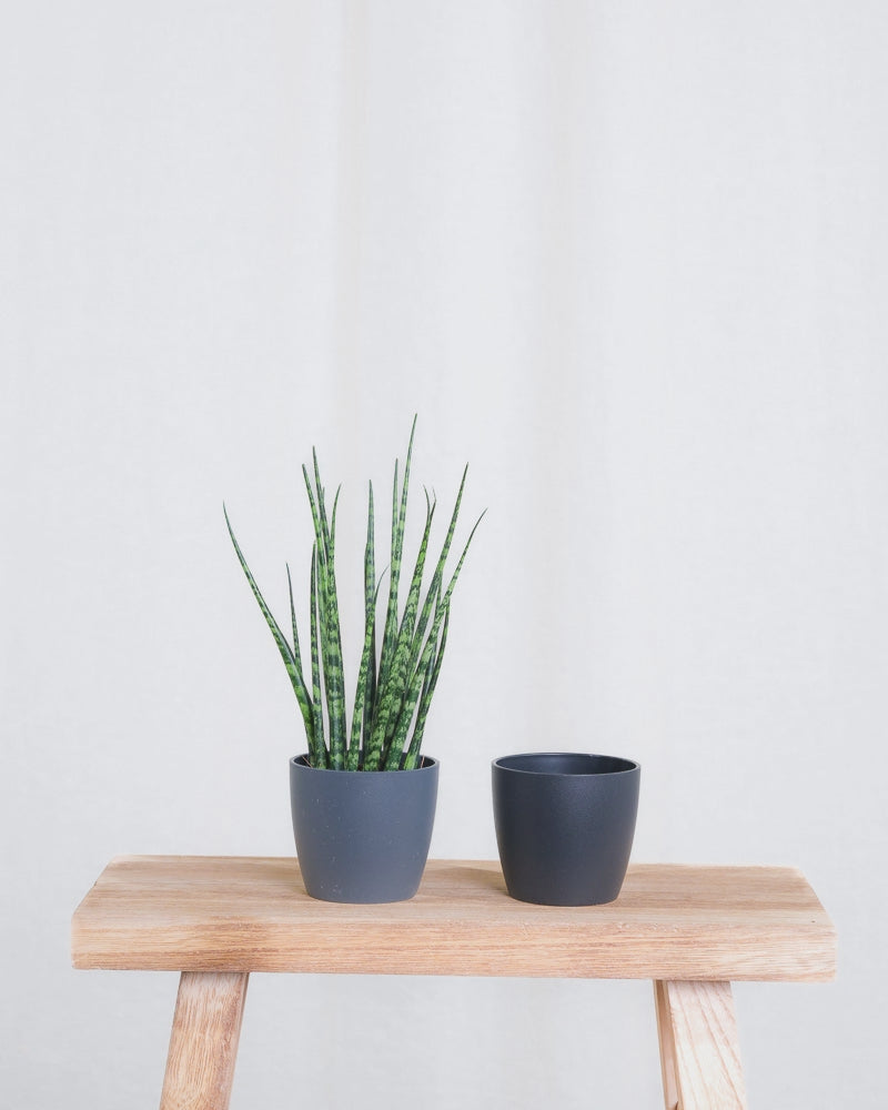 Gif Animation einer Baby Sansevieria ‘Mikado’, Topffarbe wechselt von anthrazit zu schwarz. 