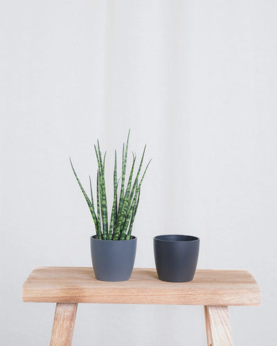 Gif Animation einer Baby Sansevieria ‘Mikado’, Topffarbe wechselt von anthrazit zu schwarz. 
