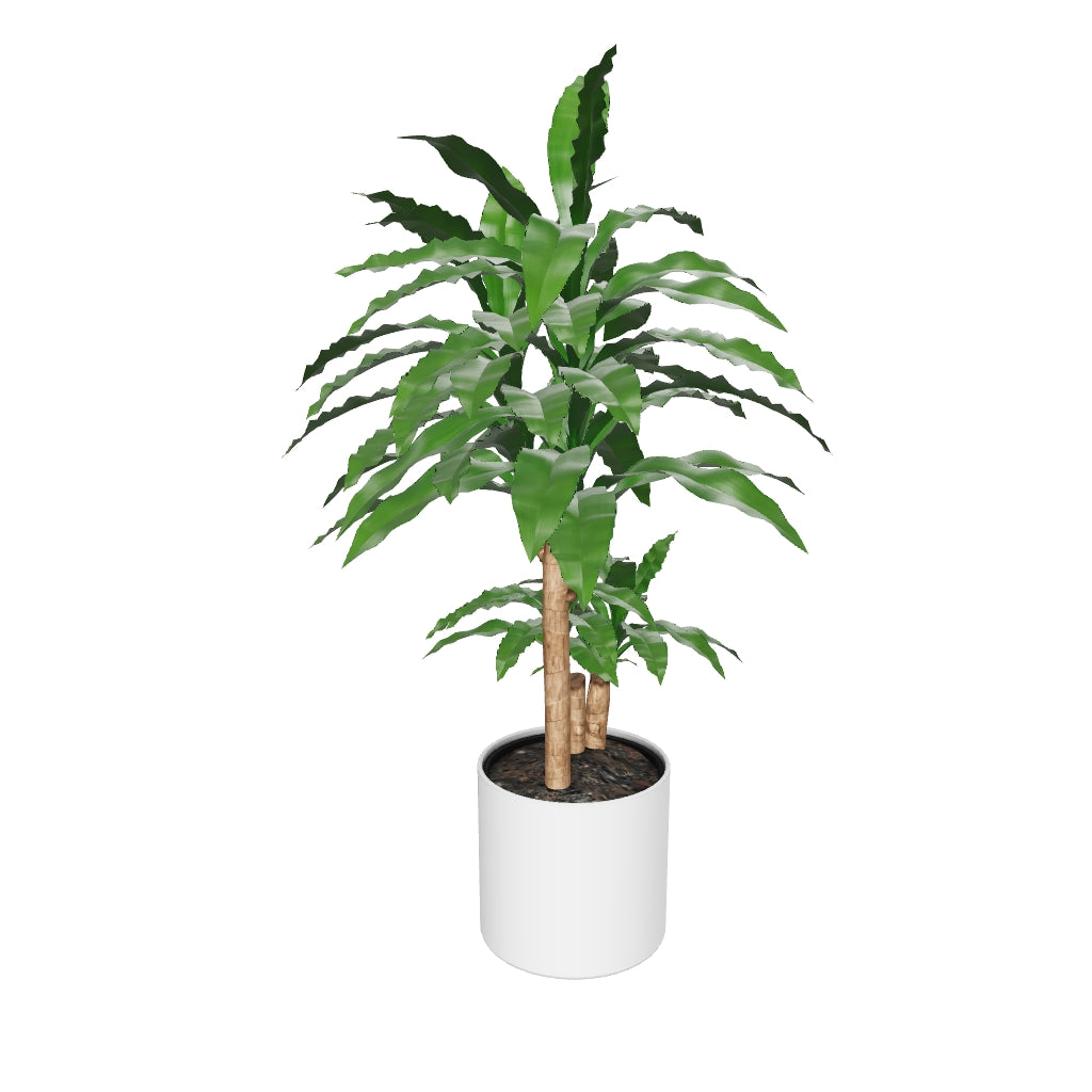 3D-Modell eines großen Drachenbaums (auch Dracaena fragrans, duftender Drachenbaum oder Cornstalk Dracaena genannt)