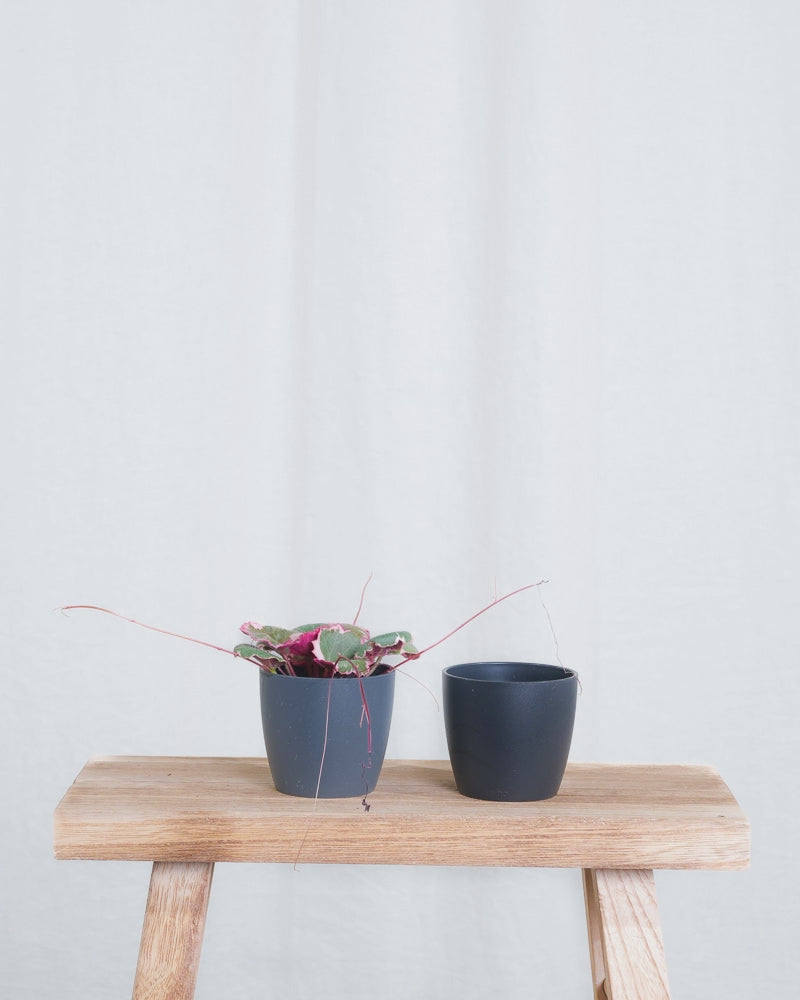 Gif Animation einer Baby Saxifraga variegata, wechselt Übertopf von anthrazit zu schwarz.