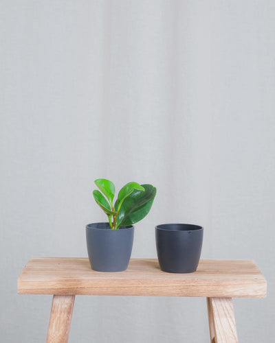 Gif Animation einer Baby Peperomia Obtusifolia, Topffarbe wechselt von anthrazit zu schwarz