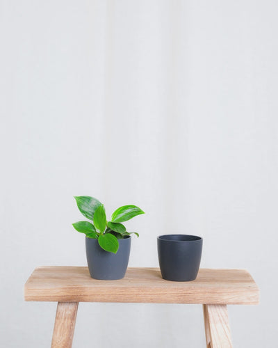 Gif Animation eines Baby Philodendron ‘White Measure’, wechselt Topffarbe von anthrazit zu schwarz