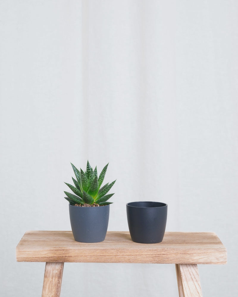 Gif Animation einer Baby Gasteria ‘Flow’, wechselt Übertopf Farbe von anthrazit zu schwarz.