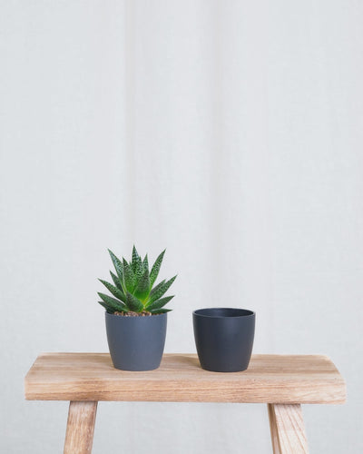 Gif Animation einer Baby Gasteria ‘Flow’, wechselt Übertopf Farbe von anthrazit zu schwarz.