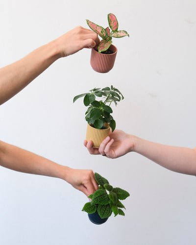 Eine Aglaonema, Pilea involucrata ‘Moon Valley’ und eine Schefflera arborescens in je einem pinken, einem dunkelblauen und einem gelben Übertopf werden hochgehalten.