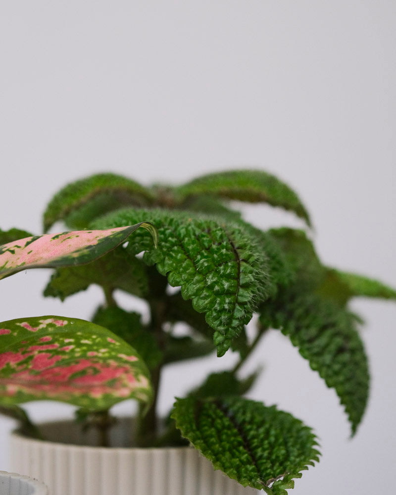 Nahaufnahme der Blätter einer Pilea involucrata ‘Moon Valley’.