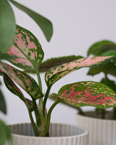 Nahaufname eines Blatts einer Baby Aglaonema.