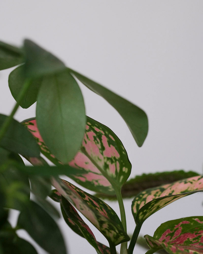 Nahaufnahme der Blätter einer Baby Schefflera und einer Baby Aglaonema.