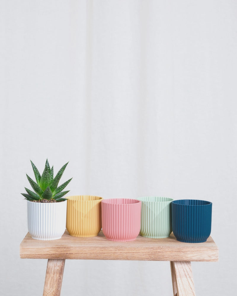 Gif Animation einer Baby Gasteria ‘Flow’, wechselt Töpfe von weiss, zu gelb, zu rosa, zu mintgrün, zu dunkelblau.