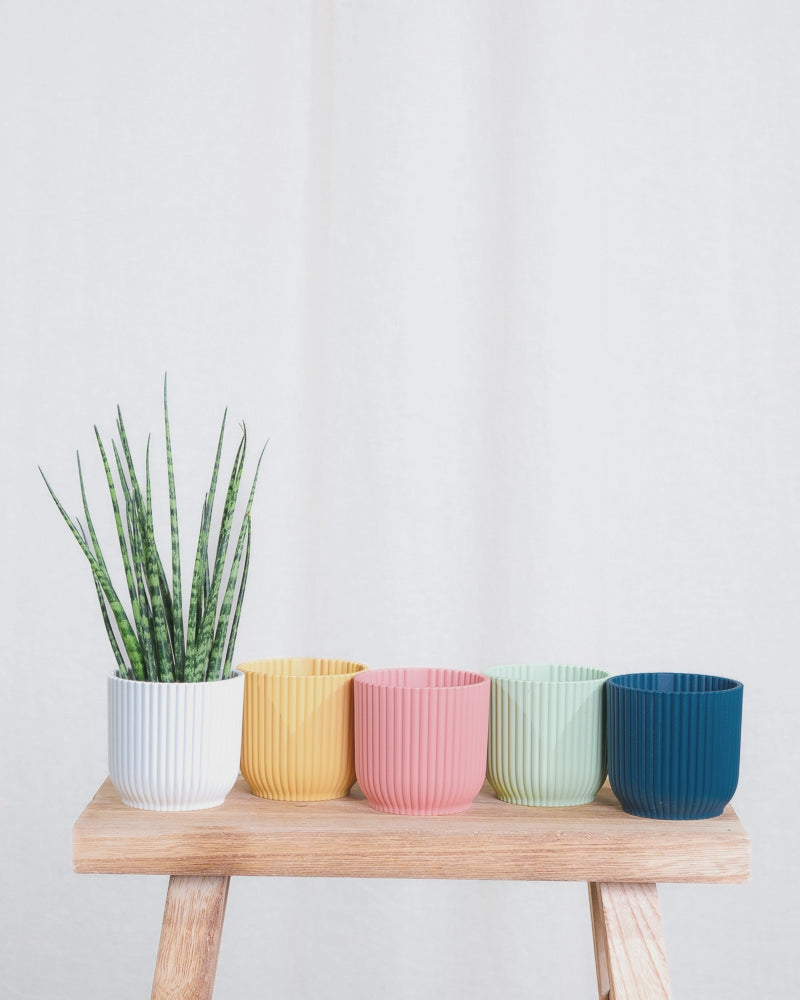 Gif Animation einer Baby Sansevieria ‘Mikado’, wechselt Topffarbe von weiss, zu gelb, zu rosa, zu mintgrün, zu dunkelblau.