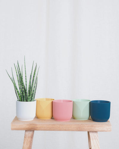Gif Animation einer Baby Sansevieria ‘Mikado’, wechselt Topffarbe von weiss, zu gelb, zu rosa, zu mintgrün, zu dunkelblau.