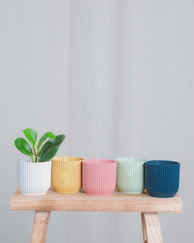 Gif Animation einer Baby Peperomia Obtusifolia, Topffarbe wechselt von weiss, zu gelb, zu rosa, zu mintgrün, zu dunkelblau.