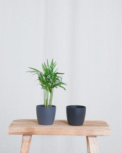 Gif Animation einer Baby Bergpalme, wechselt Topffarbe von anthrazit zu schwarz.