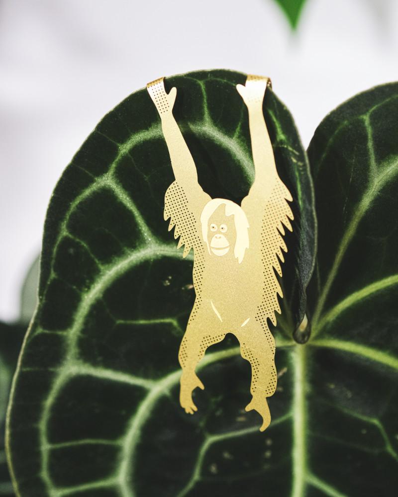 Goldener Messing-Orang-utan hängt an Anthurium-clarinervium-Blatt