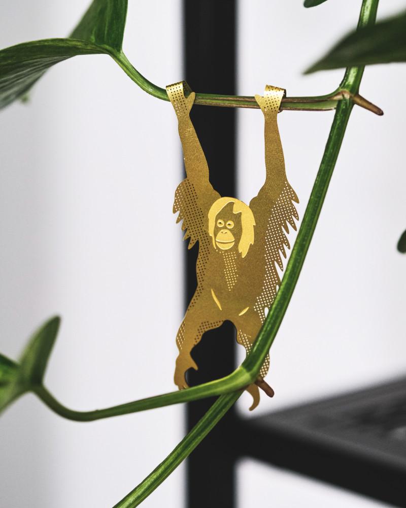 Goldener Messing-Orang-utan hängt an Efeututen-Trieb