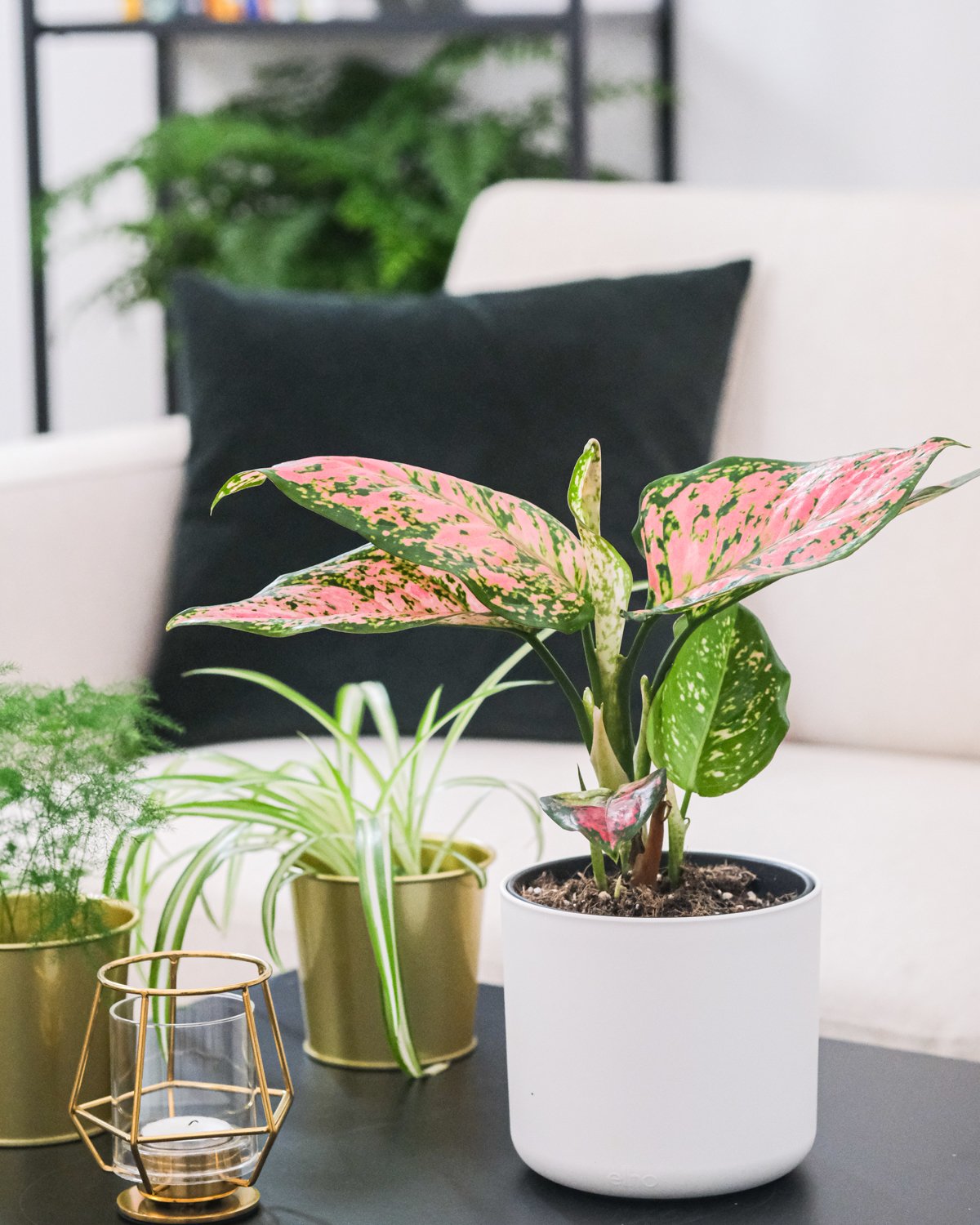 Aglaonema Spotted Star in weissem Aussentopf, auf einem schwarzen Tisch