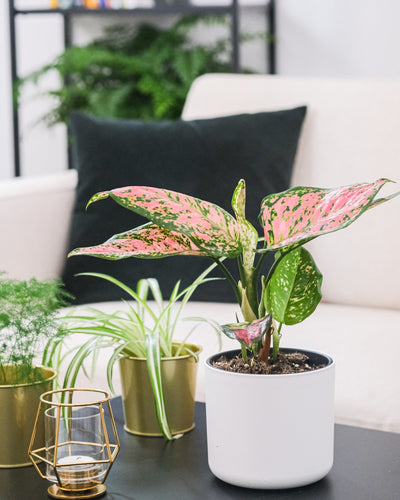 Aglaonema Spotted Star in weissem Aussentopf, auf einem schwarzen Tisch