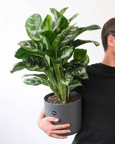 Eine Aglaonema Amazon Silver in einem anthrazitfarbenen Übertopf wird hochgehalten.