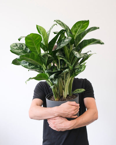 Eine Aglaonema Amazon Silver in einem anthrazitfarbenen Übertopf wird hochgehalten.