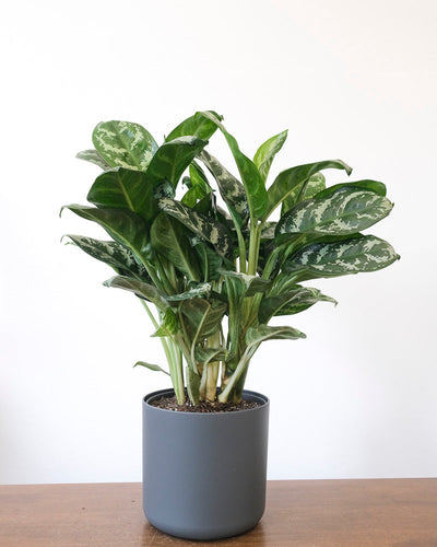 Eine Aglaonema Amazon Silver steht in einem anthrazitfarbenen Übertopf auf einem Holztisch.