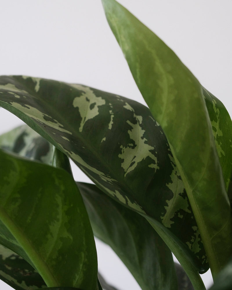 Nahaufnahme der gemusterten Blätter einer Aglaonema Amazon Silver.