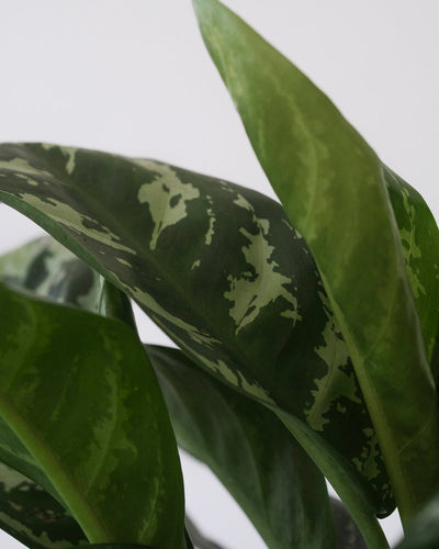 Nahaufnahme der gemusterten Blätter einer Aglaonema Amazon Silver.