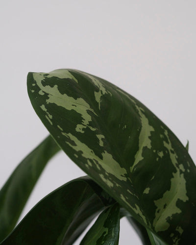 Nahaufnahme der gemusterten Blätter einer Aglaonema Amazon Silver.