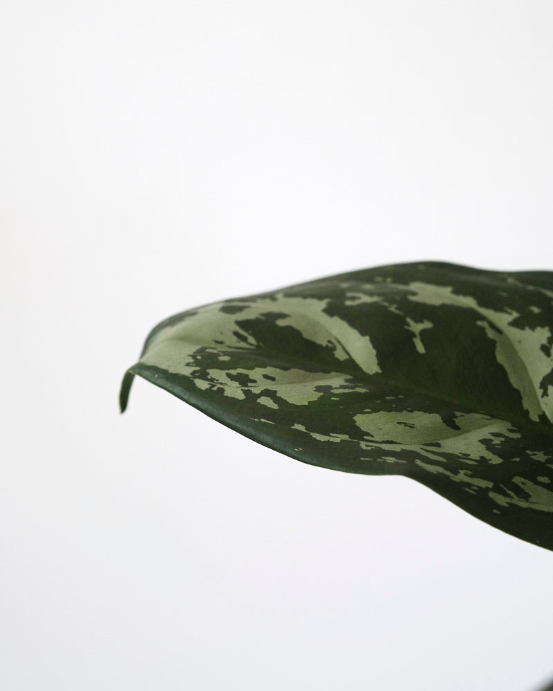 Nahaufnahme der gemusterten Blätter einer Aglaonema Amazon Silver.