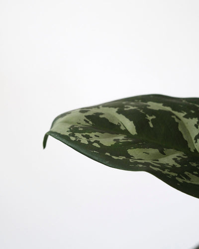 Nahaufnahme der gemusterten Blätter einer Aglaonema Amazon Silver.