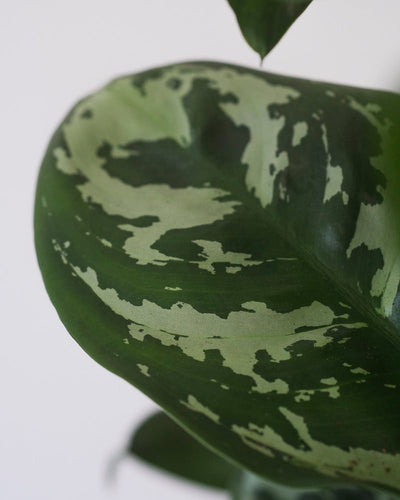 Nahaufnahme der gemusterten Blätter einer Aglaonema Amazon Silver.