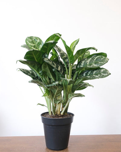 Eine Aglaonema Amazon Silver steht in einem schwarzen Innentopf auf einem Holztisch.