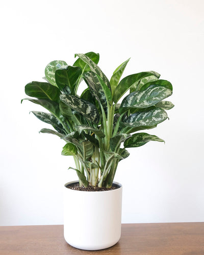 Eine Aglaonema Amazon Silver steht in einem weissen Übertopf auf einem Holztisch. 