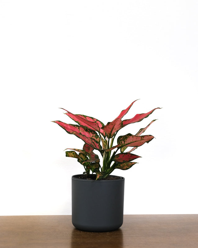 Aglaonema Cherry Baby in anthrazitfarbenem Topf