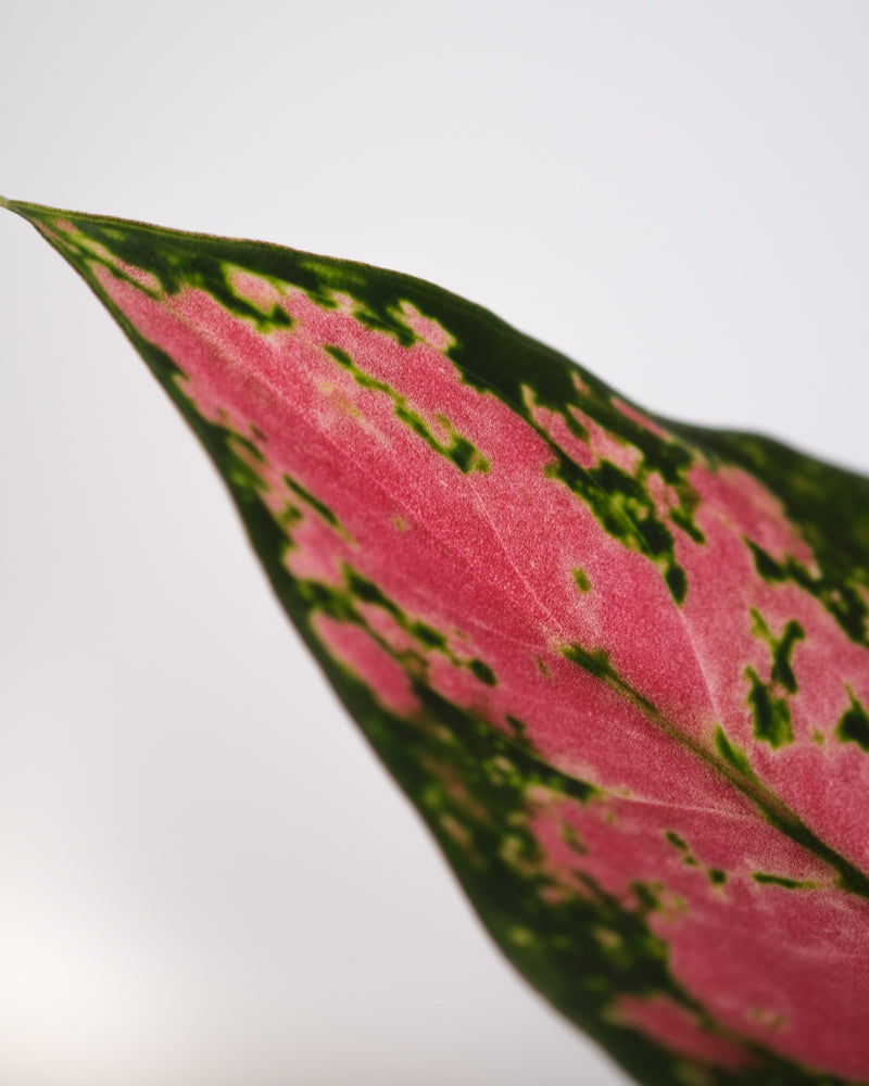Pink-grünes Blatt der Aglaonema Cherry Baby