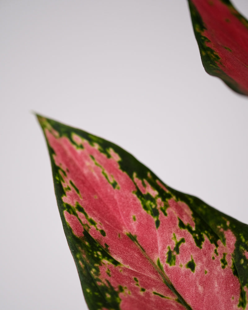 Pink-grünes Blatt der Aglaonema Cherry Baby