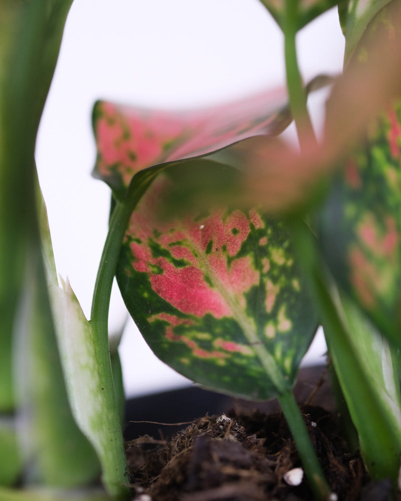 Pink-grünes Blatt der Aglaonema Cherry Baby