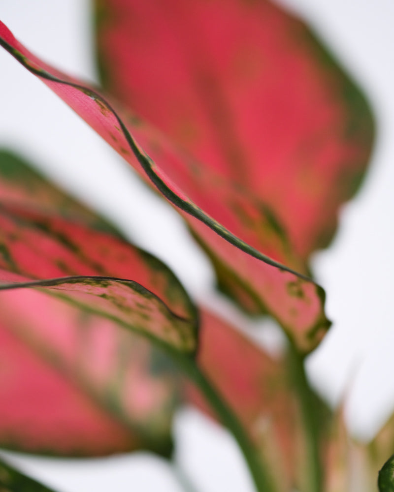 Pink-grünes Blatt der Aglaonema Cherry Baby mit grünen Blatträndern