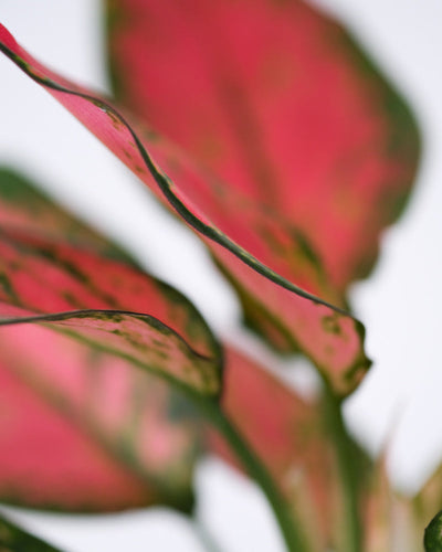 Pink-grünes Blatt der Aglaonema Cherry Baby mit grünen Blatträndern