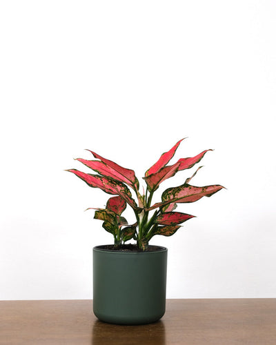 Aglaonema Cherry Baby in grünem Topf